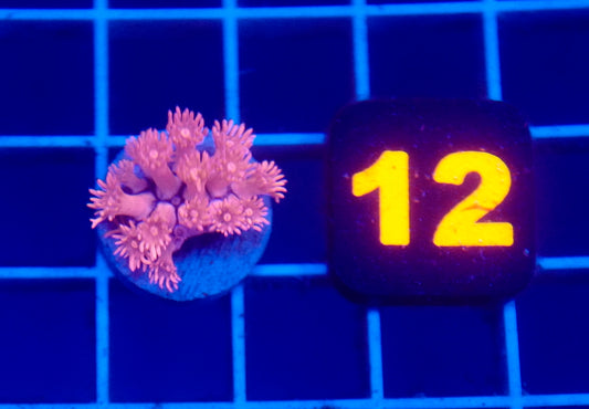 Auc 12 (WYSIWYG) Ruby Red Goni