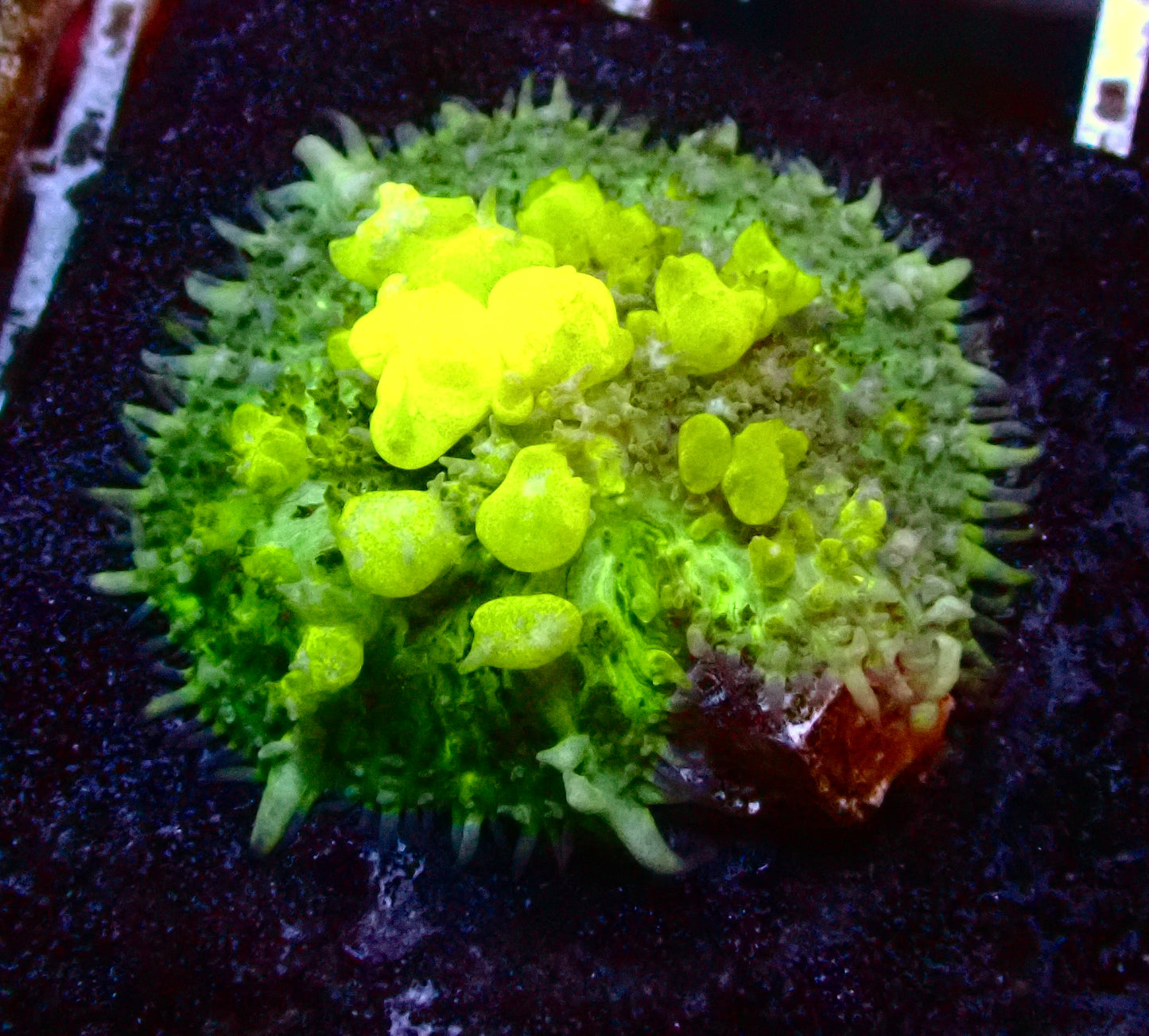 (WYSIWYG) Bounce Mushroom R3T1C2