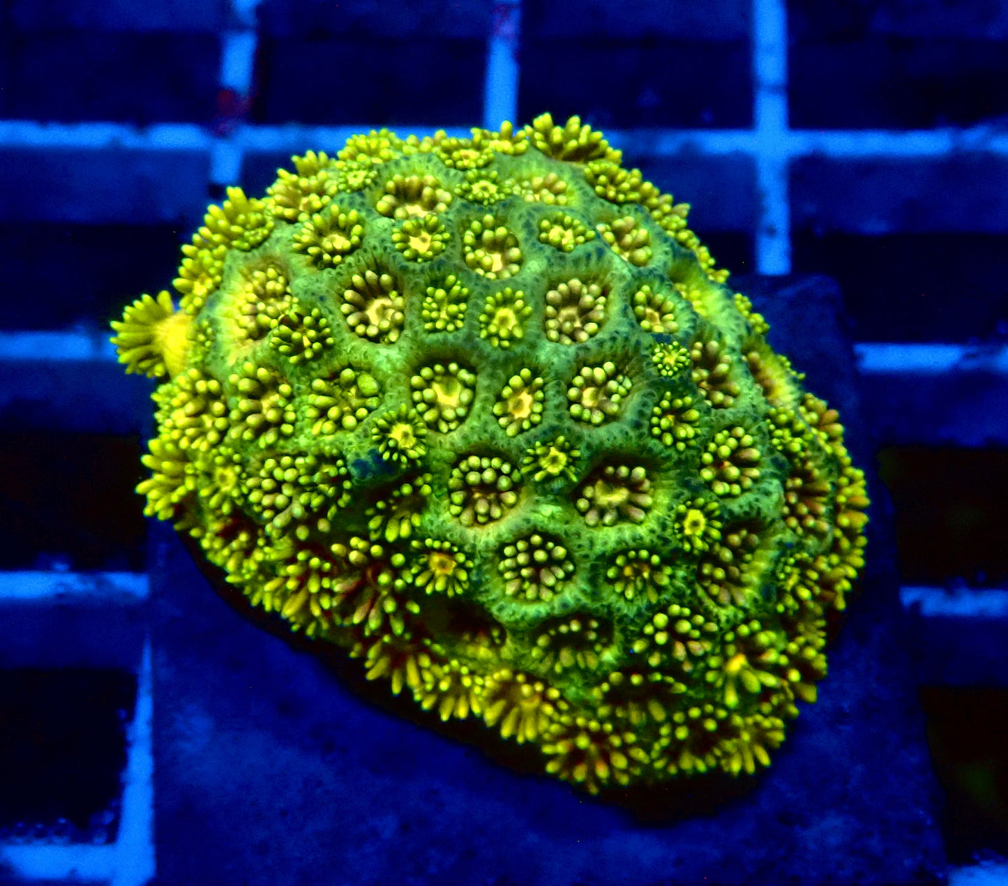 (WYSIWYG) Ultra Rainbow Goni Colony B5