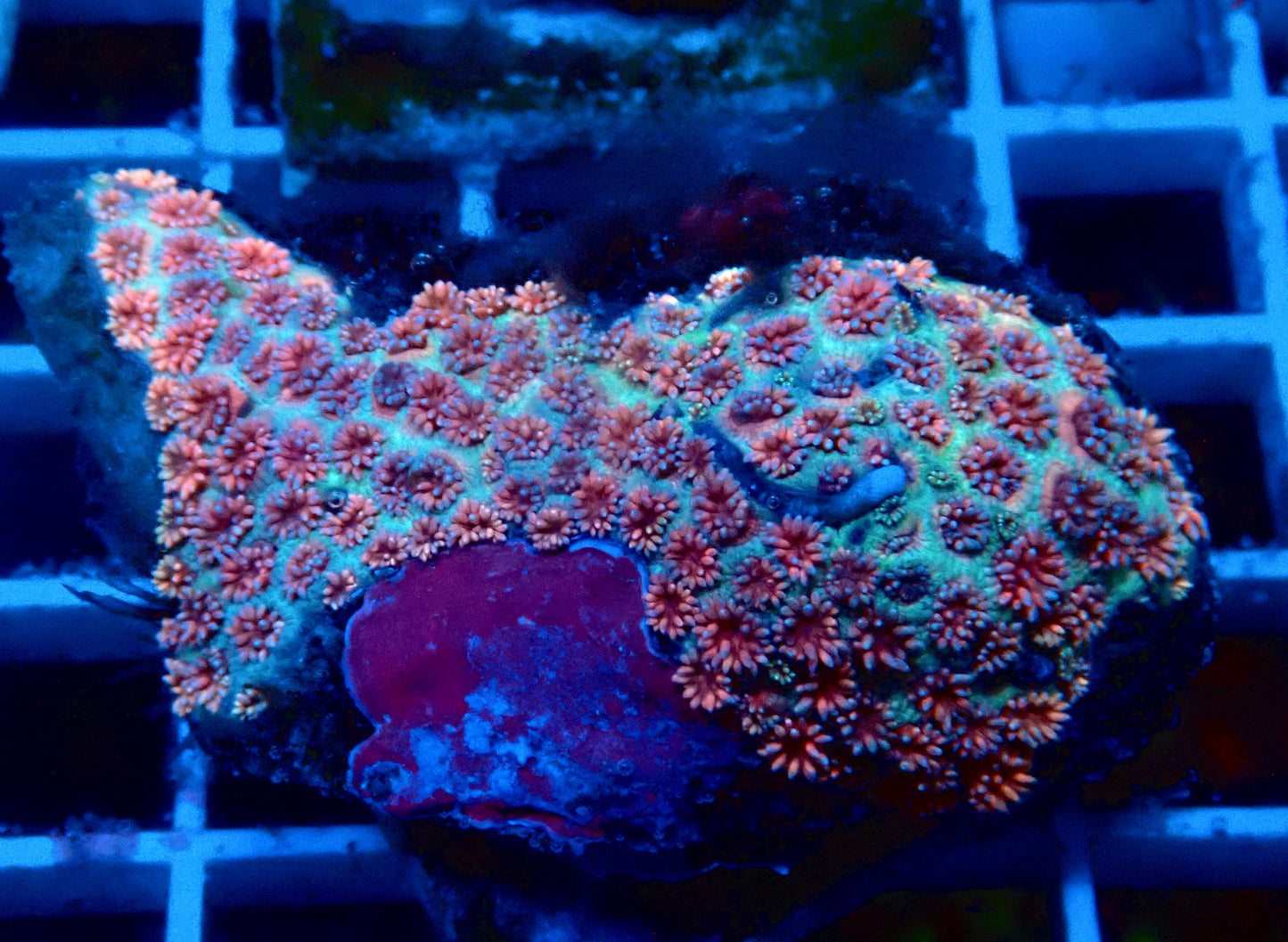 (WYSIWYG) Ultra Rainbow Goni Colony B2