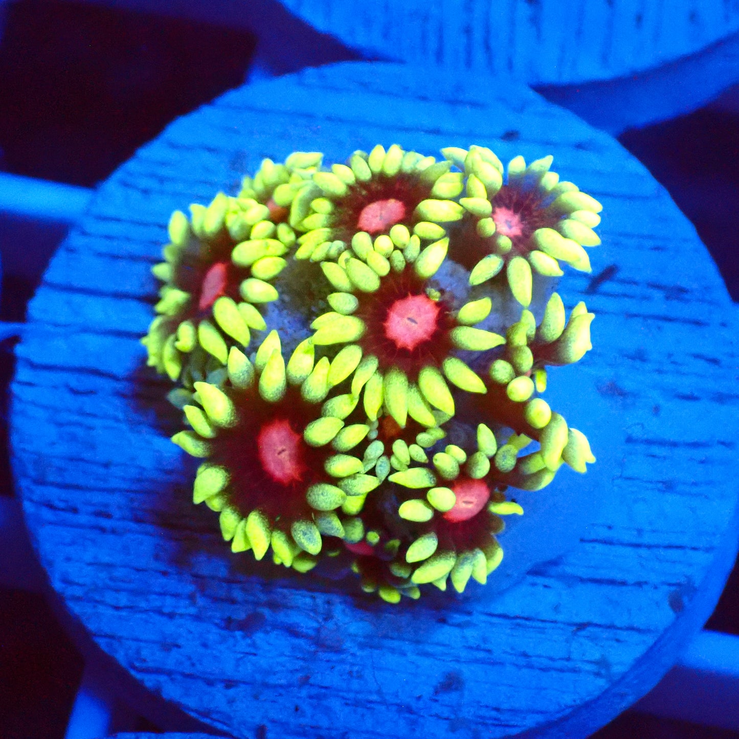 Sunflower Goni