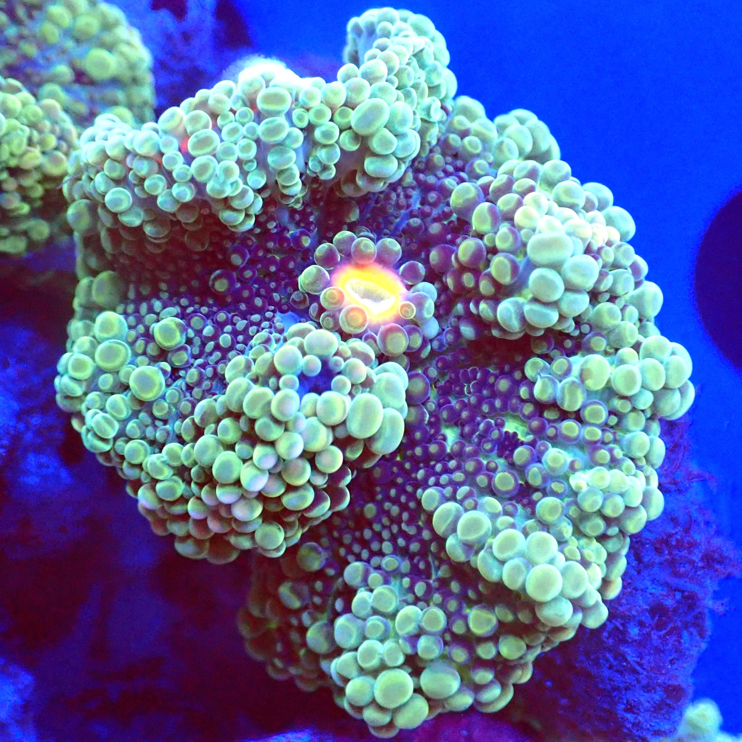 Green Purple Yuma Mushroom