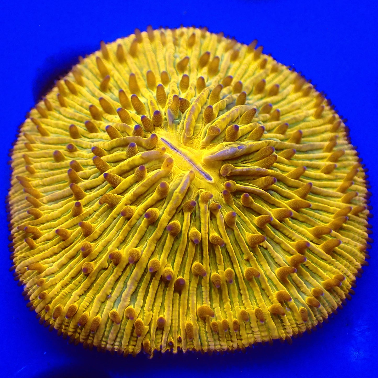 Yellow Fungia (2.5")