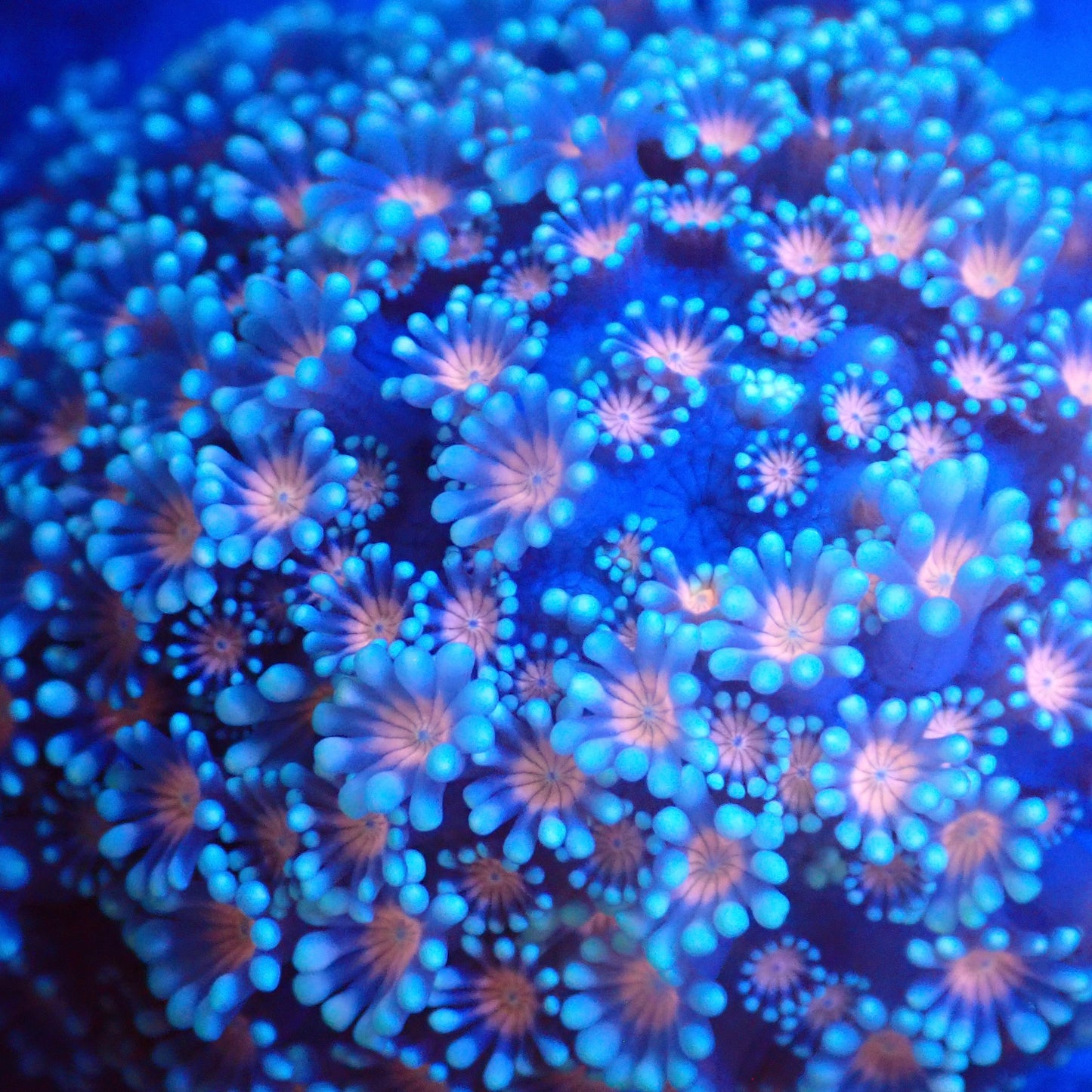 Alveopora Colony (3")