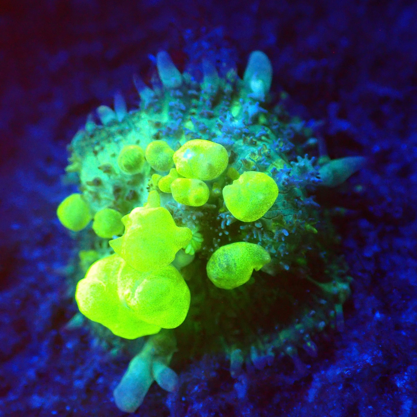 Biohazard Bounce Mushroom