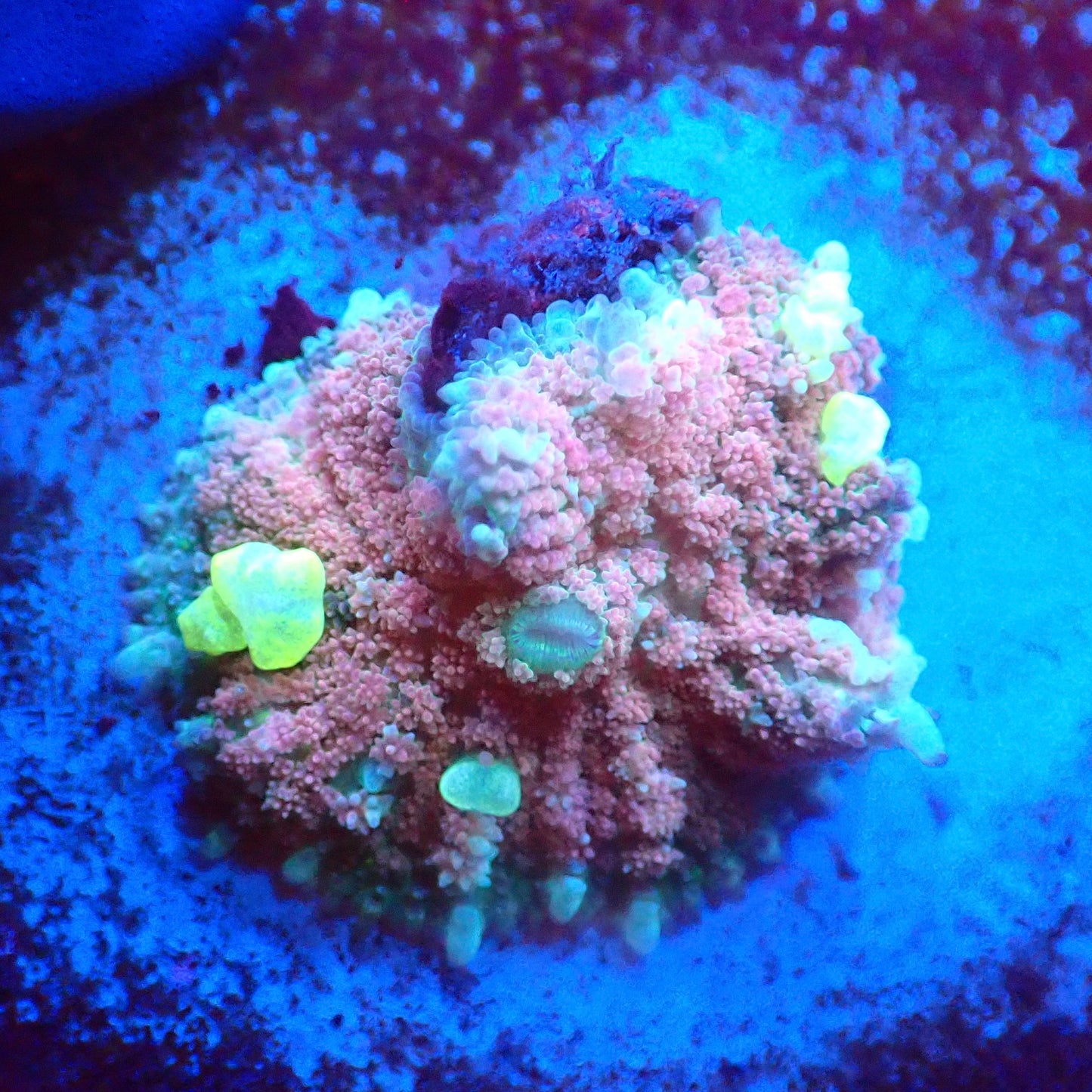 Pink Magic Carpet Bounce Mushroom