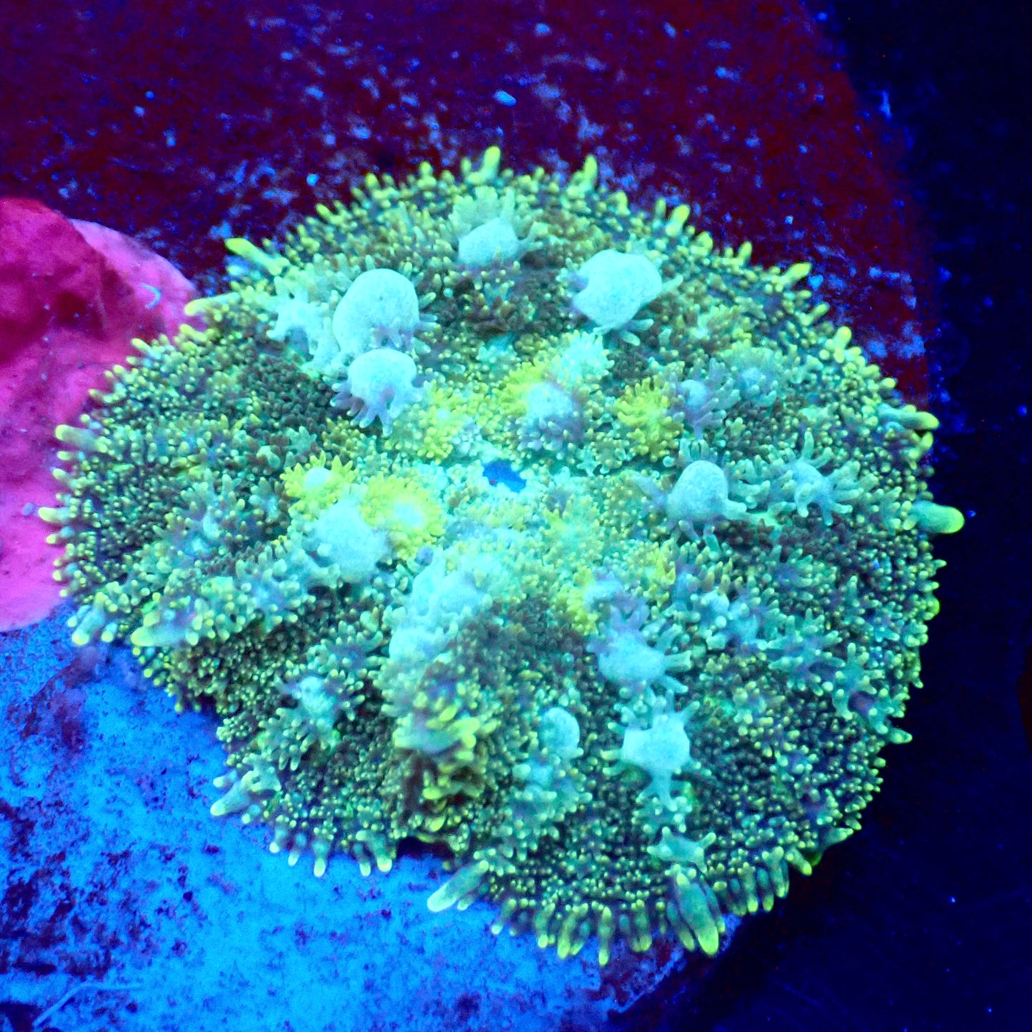 Green Bounce Mushroom (Blue Bounce)
