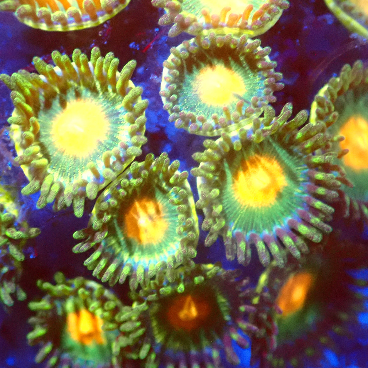 Assorted Zoas (4+ Polyps)
