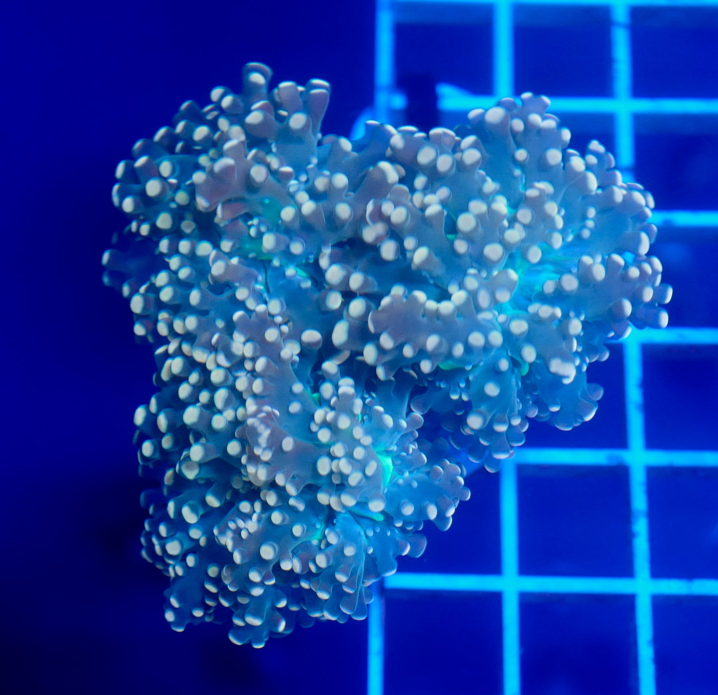 (WYSIWYG) Peach Frogspawn A1 (2.5 Heads)