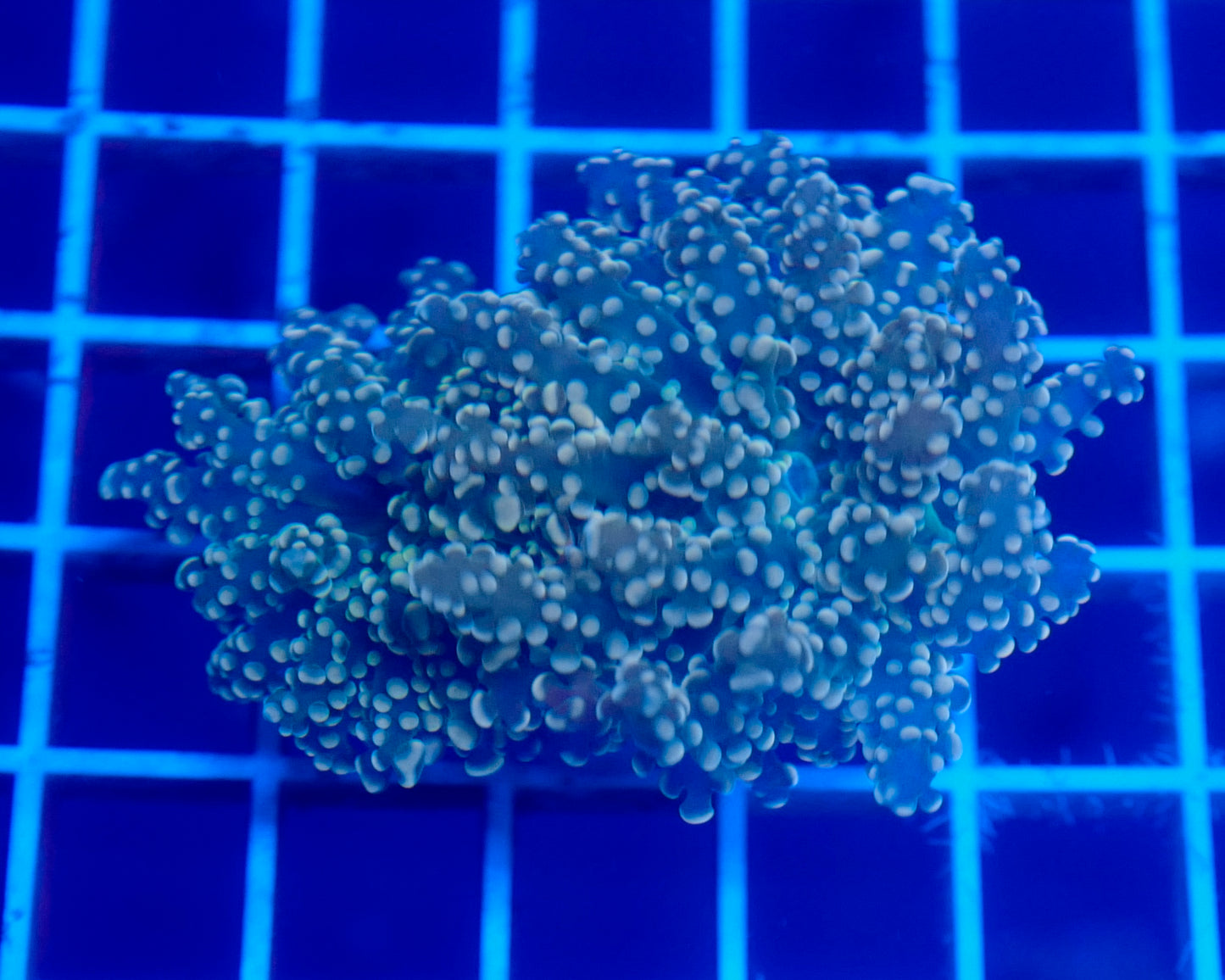 (WYSIWYG) Peach Frogspawn A3 (2.5 Heads)
