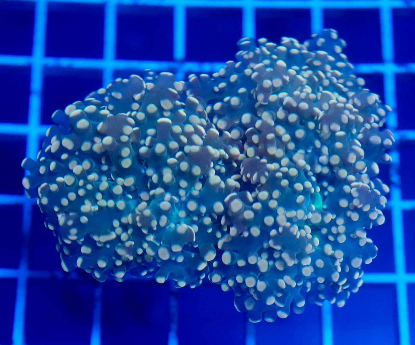 (WYSIWYG) Peach Frogspawn B2 (2 Heads)