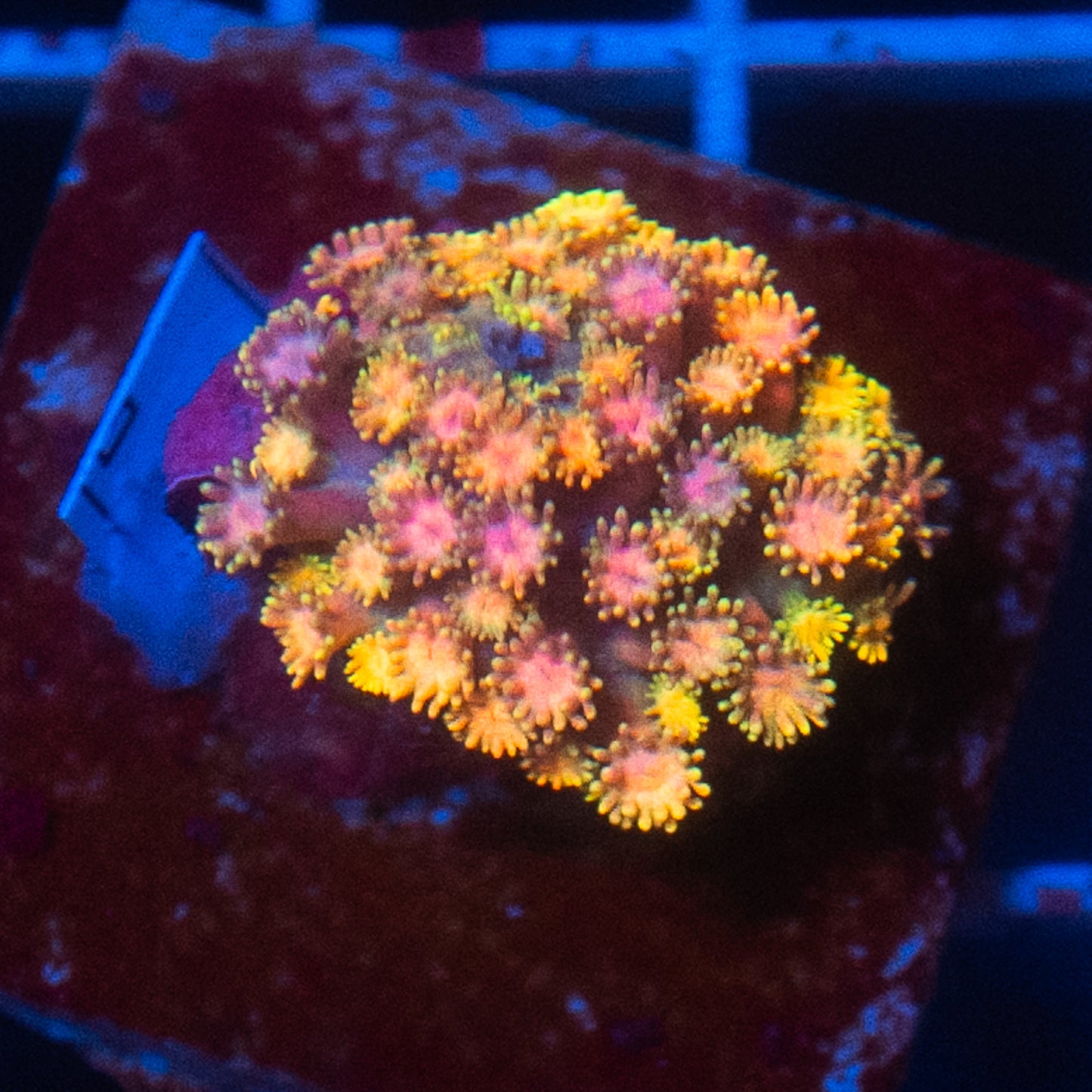 (WYSIWYG) Rainbow Goni Colony R2T1A2