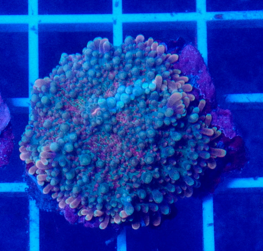 (WYSIWYG) Blue Bubble Rainbow Yuma