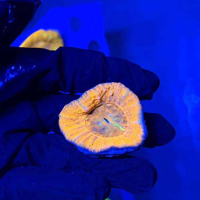 Orange Mini Scoly E1