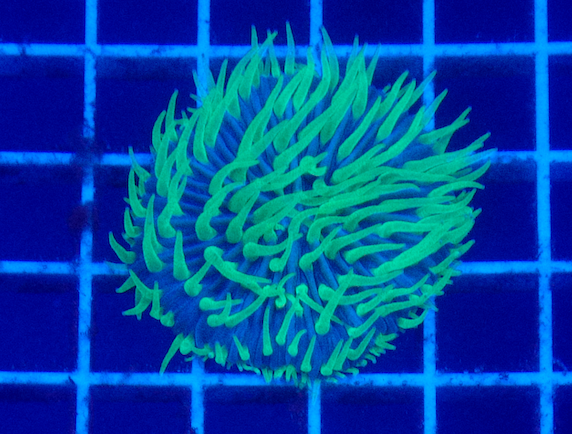 (WYSIWYG) Aussie Tri-Colored Fungia A1 (2.5")