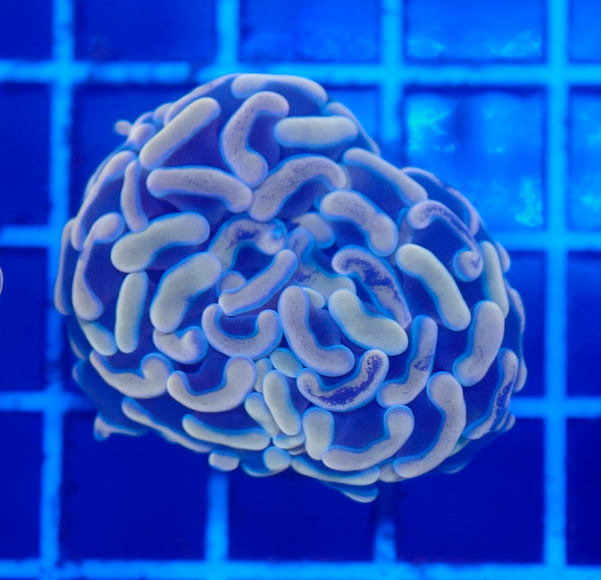 (WYSIWYG) Peach Gold Multi-Colored Hammer Aussie A2