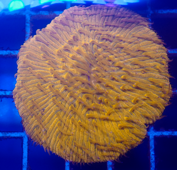 (WYSIWYG) Orange Fungia Plate (~3")