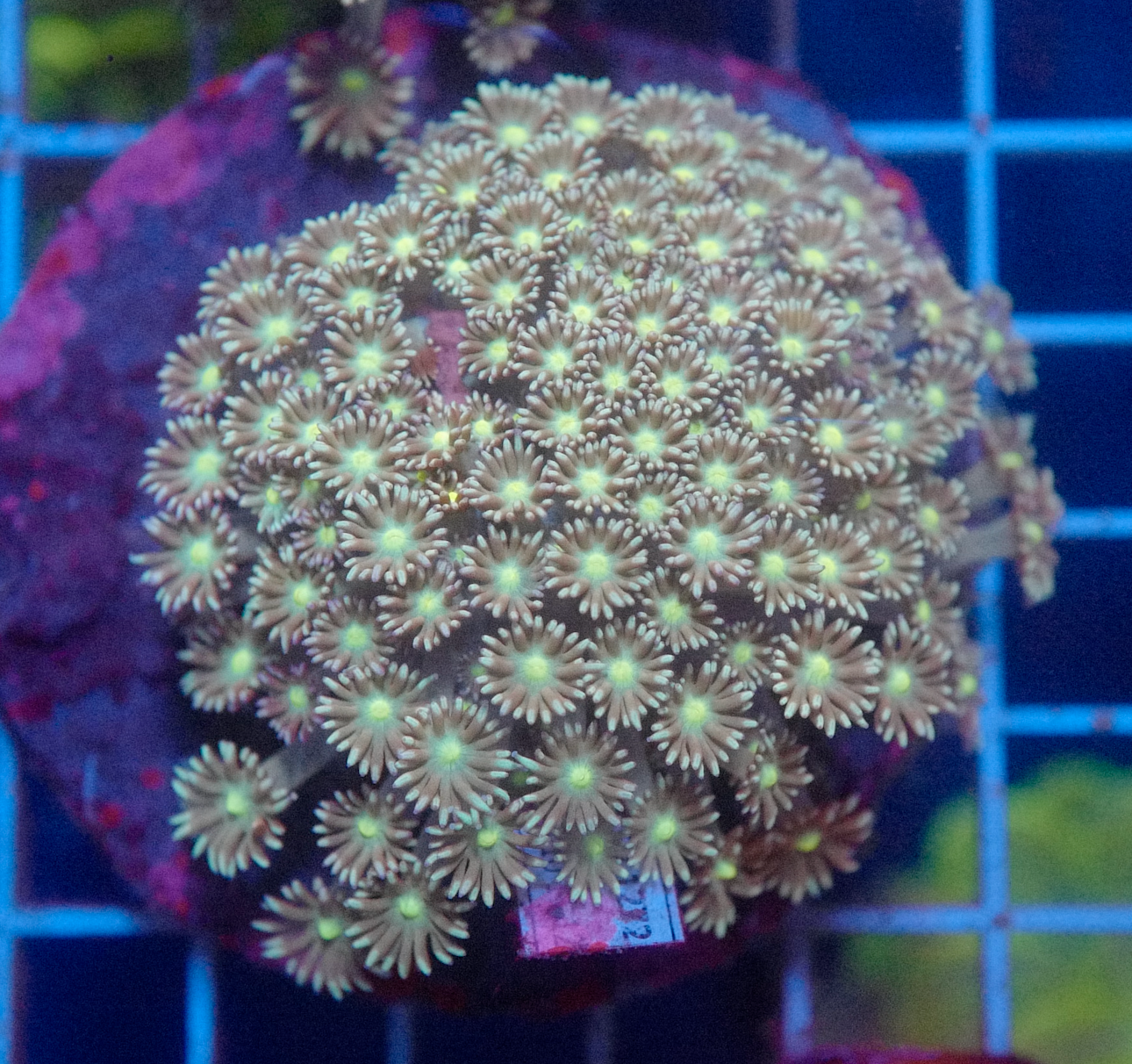 (WYSIWYG) Goni Colony R2T1A1