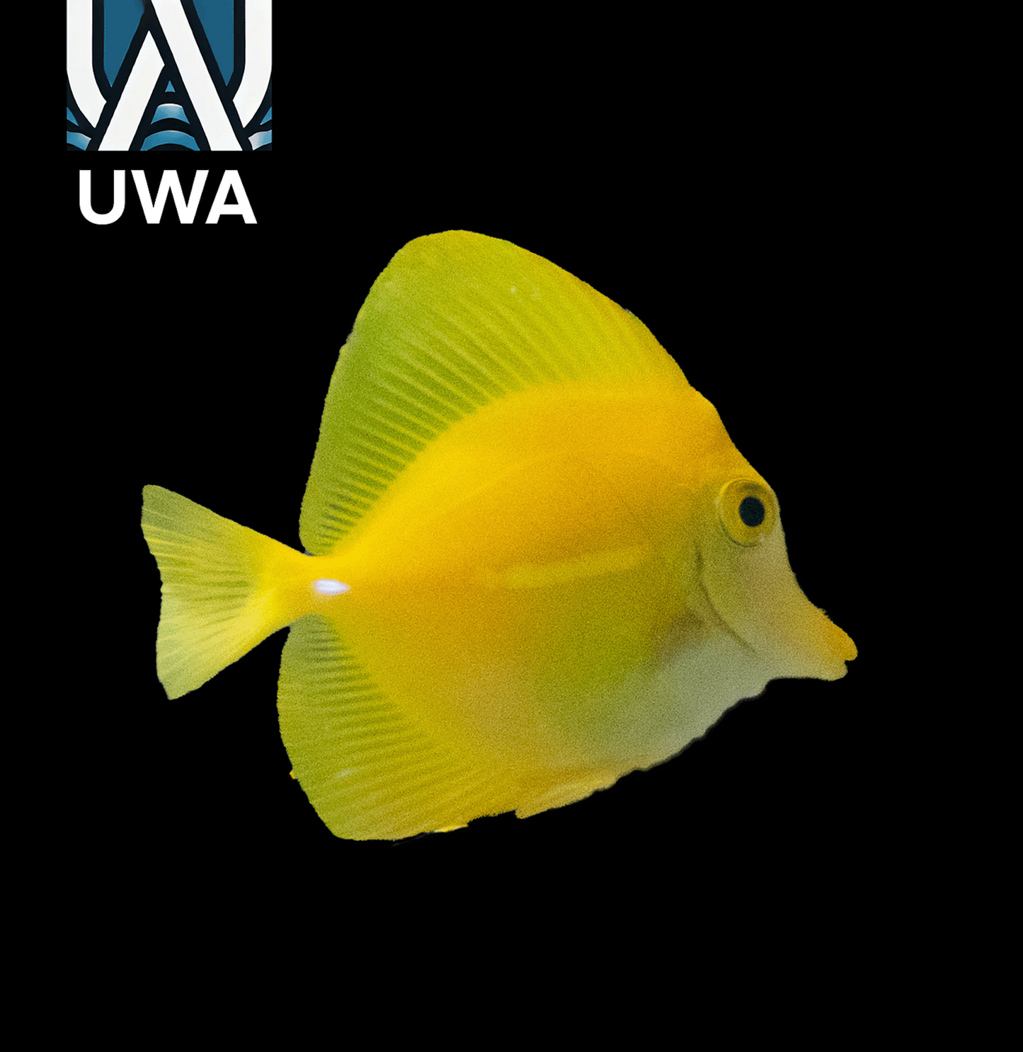 (WYSIWYG) Wild Hawaiian Yellow Tang (~3")