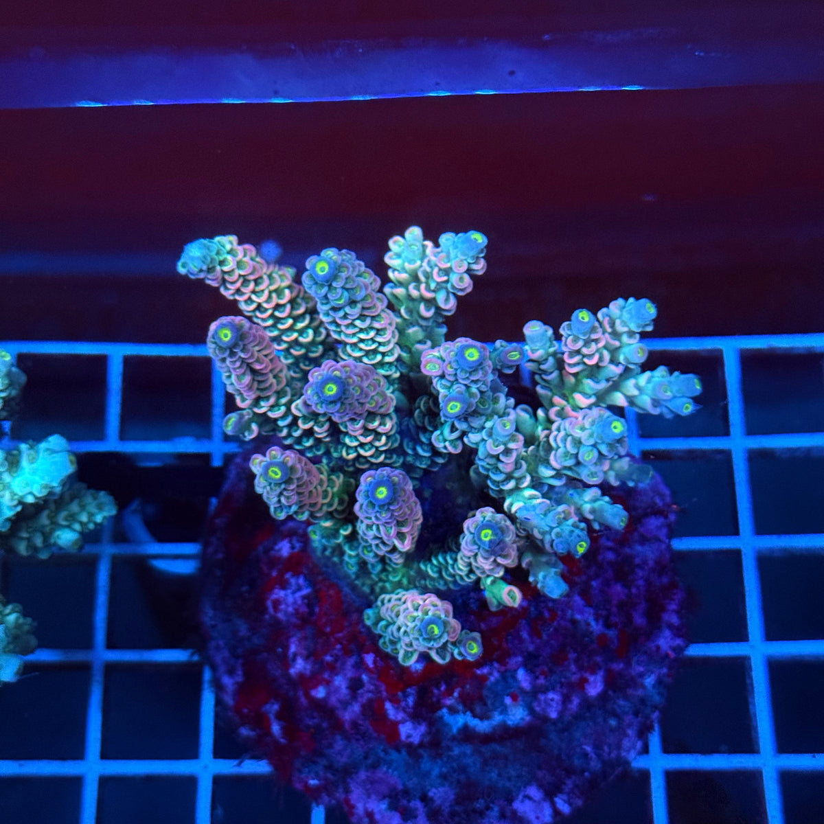 Acro Colony A10 colony