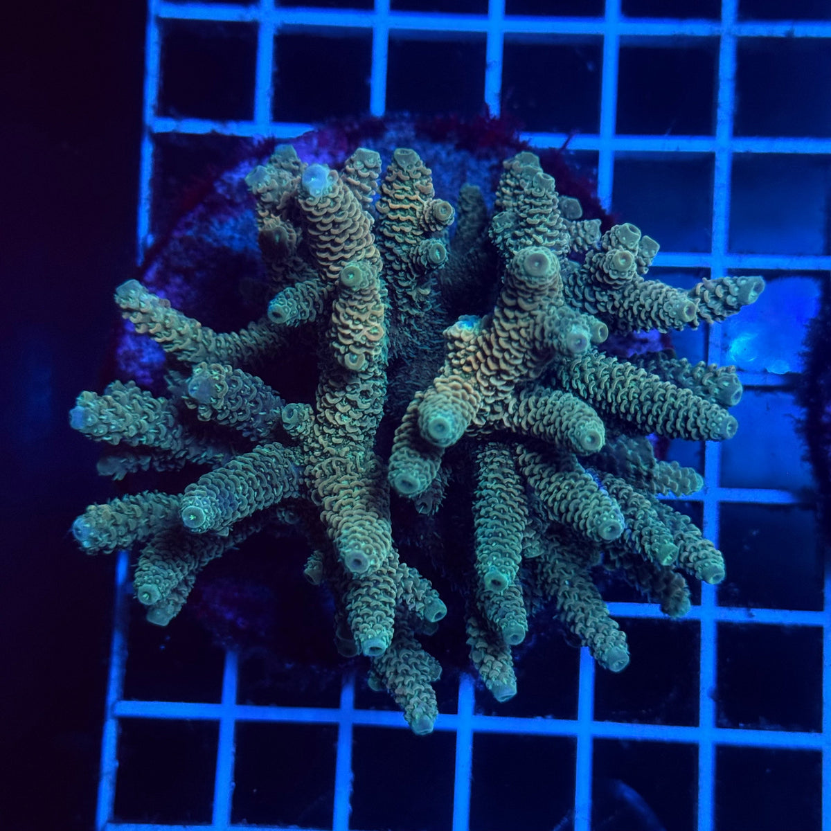Acro Colony D1 colony