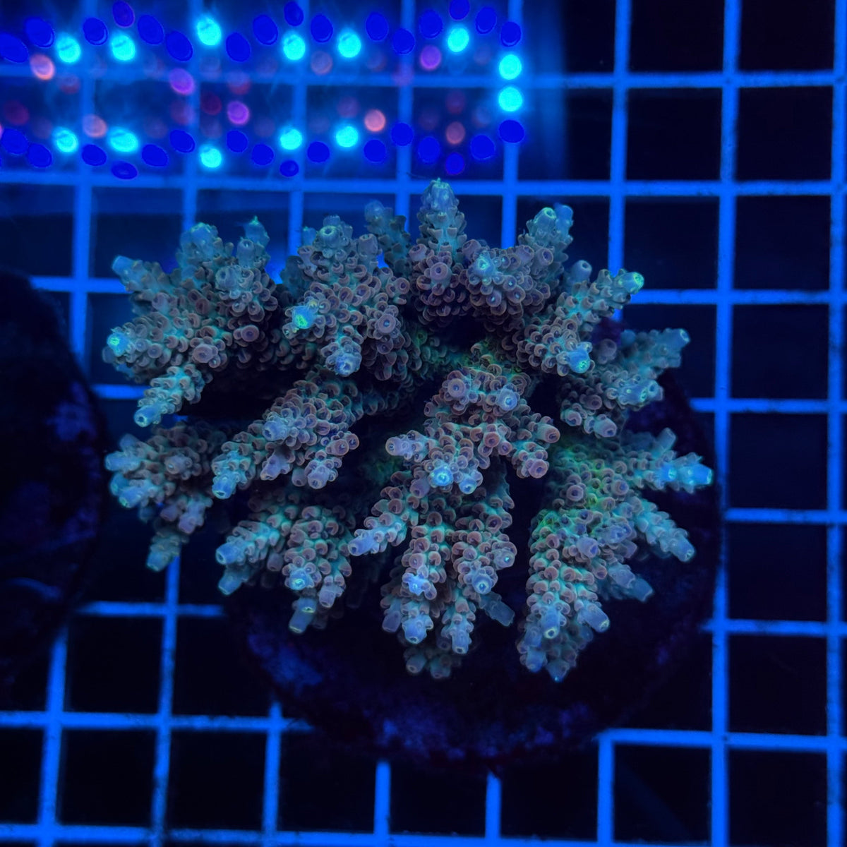Acro Colony D5 colony