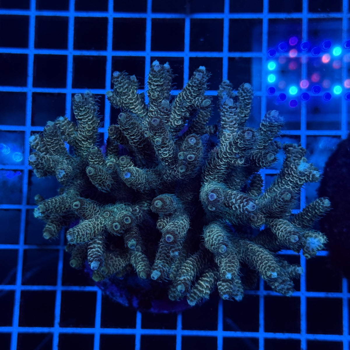 Acro Colony D8 colony