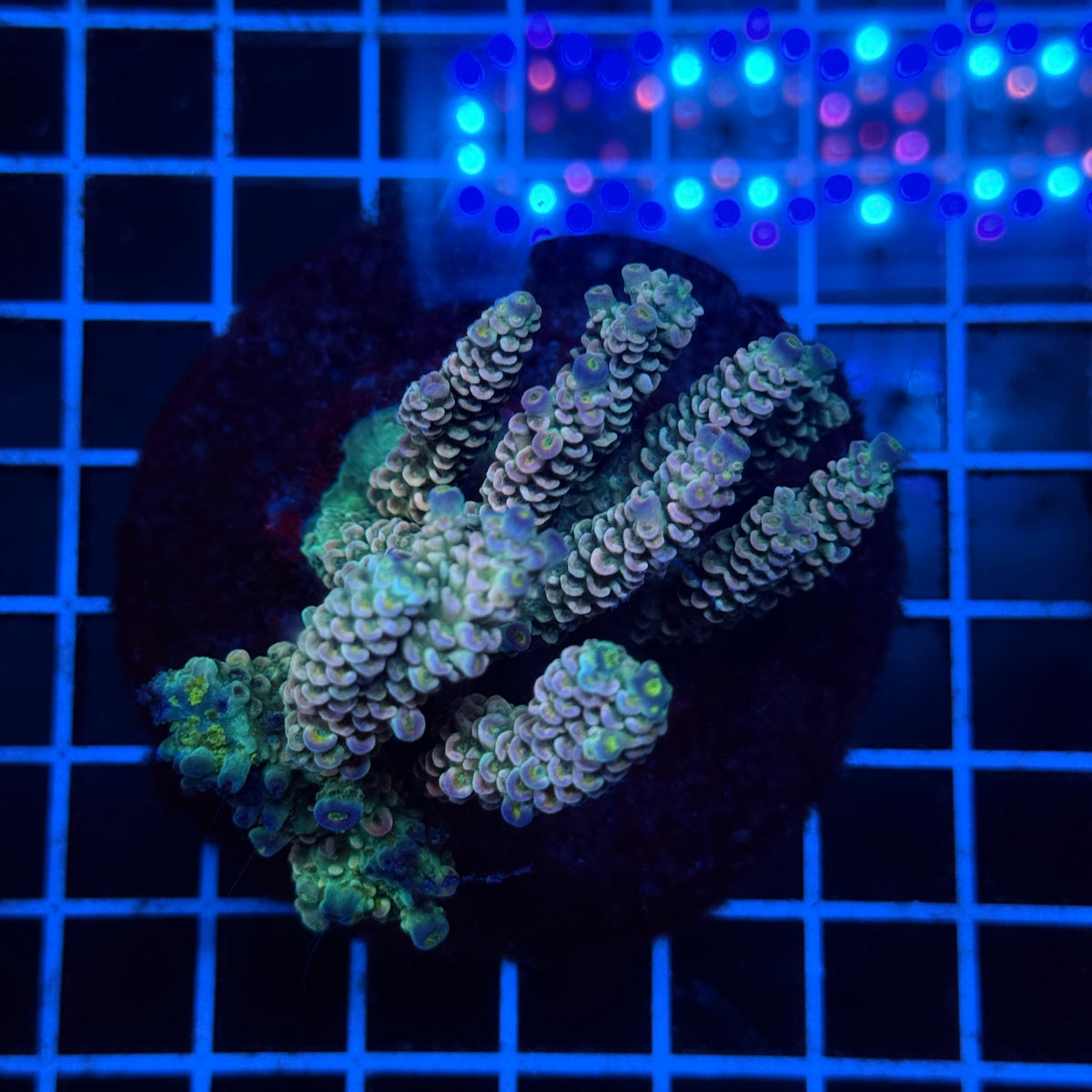 Acro Colony D9 colony