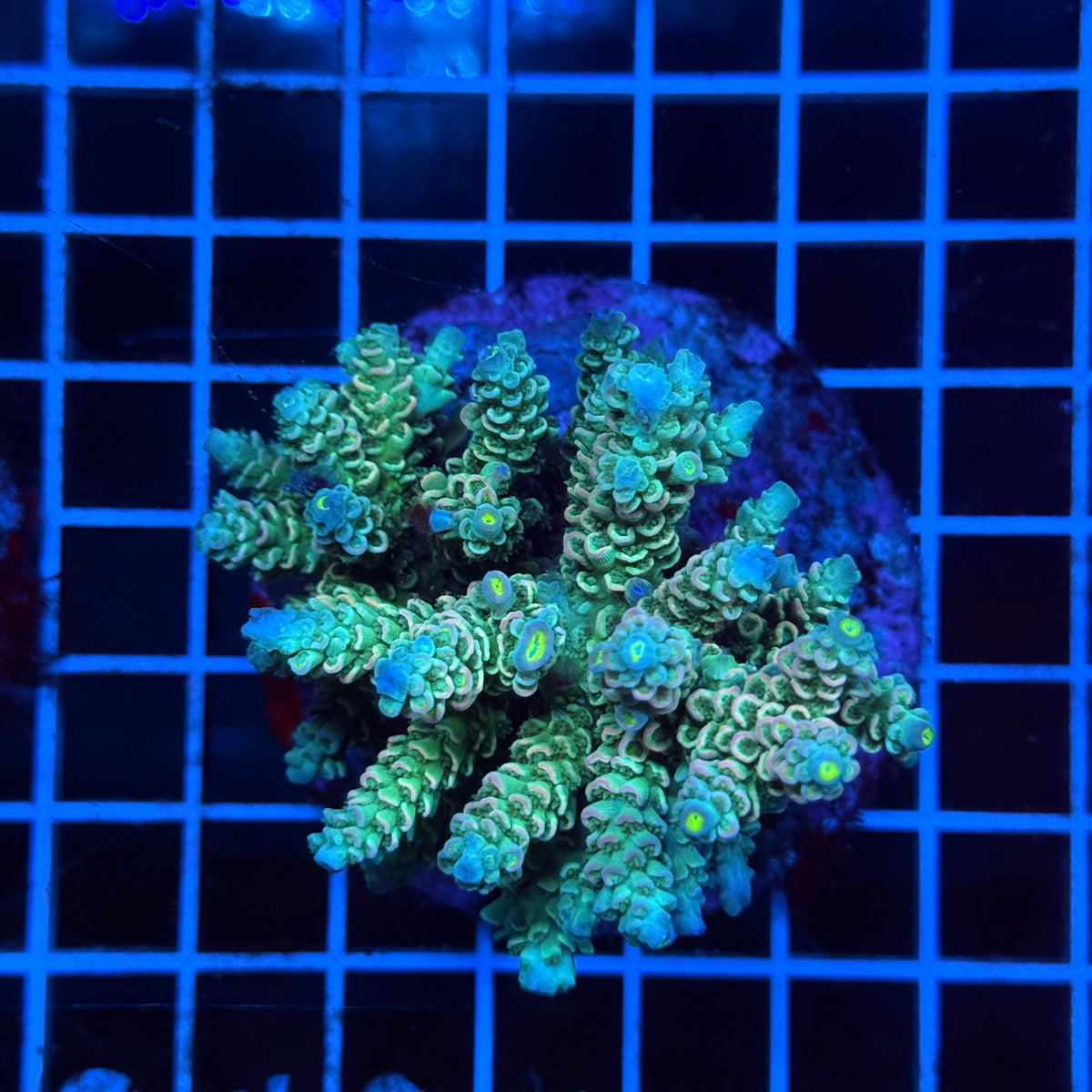 Acro Colony E5 colony