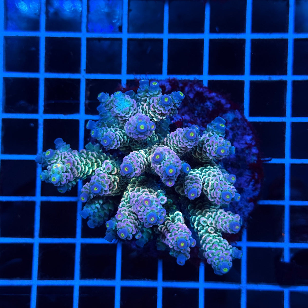 Acro Colony E6 colony