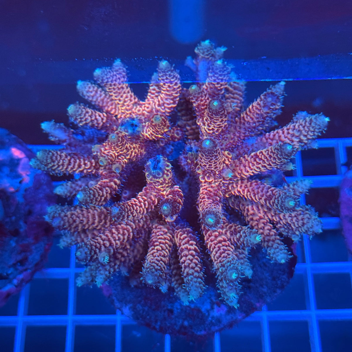 Acro Colony A11 colony