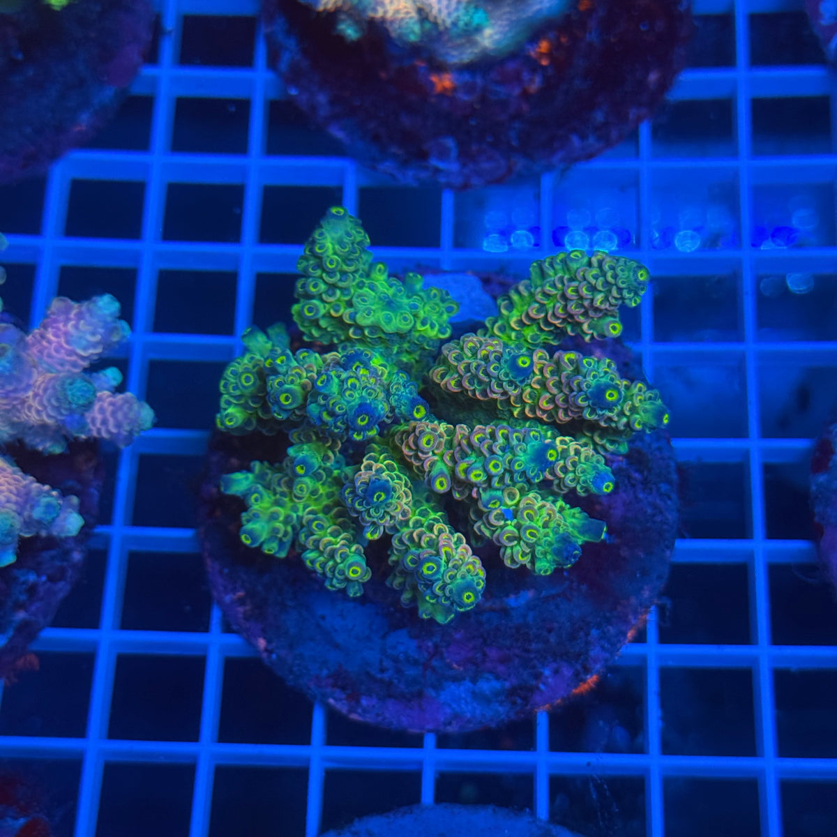 Acro Colony B3 colony
