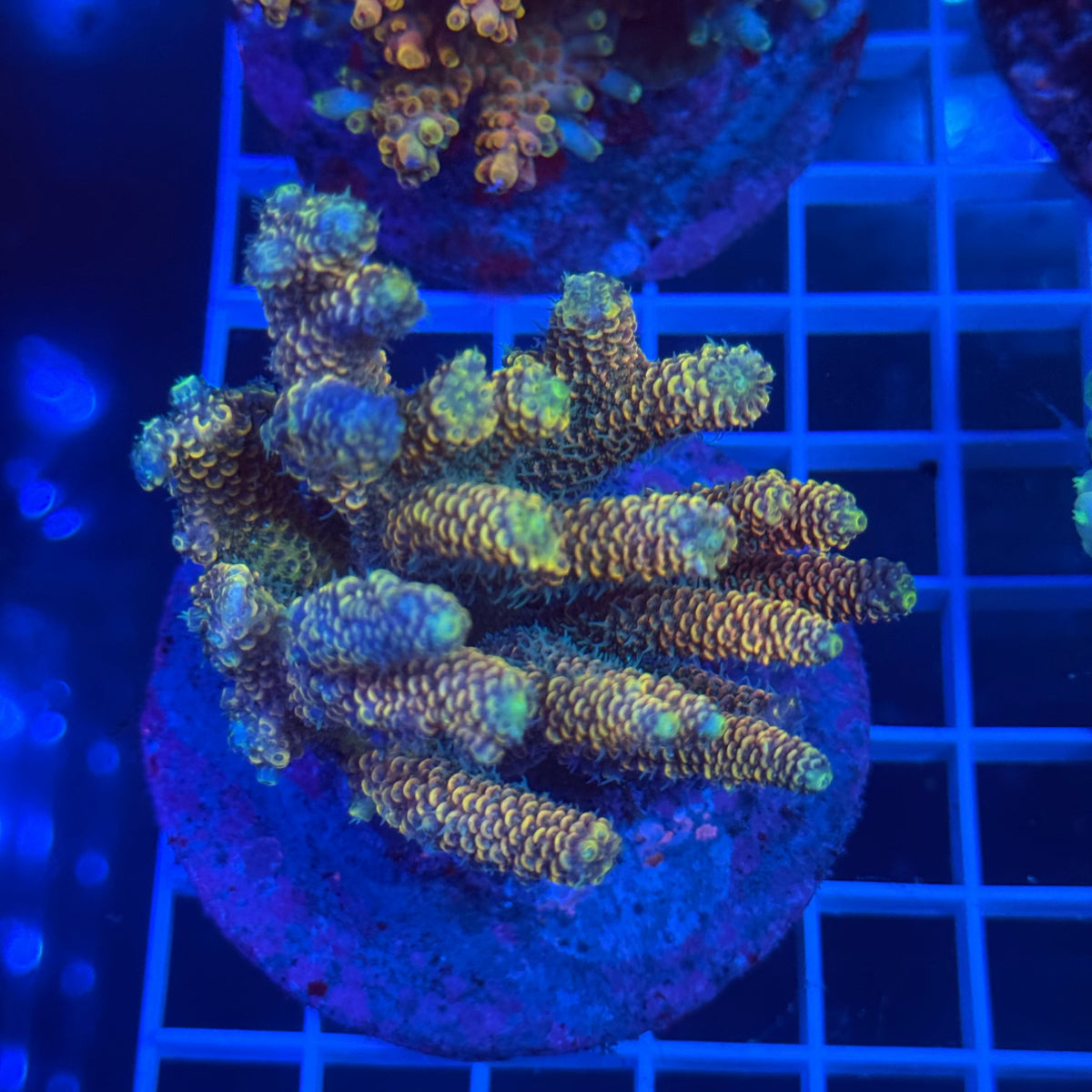 Acro Colony C1 colony