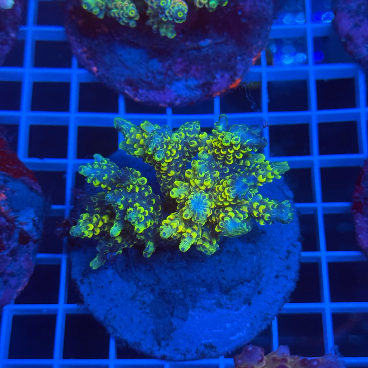 Acro Colony C3 colony