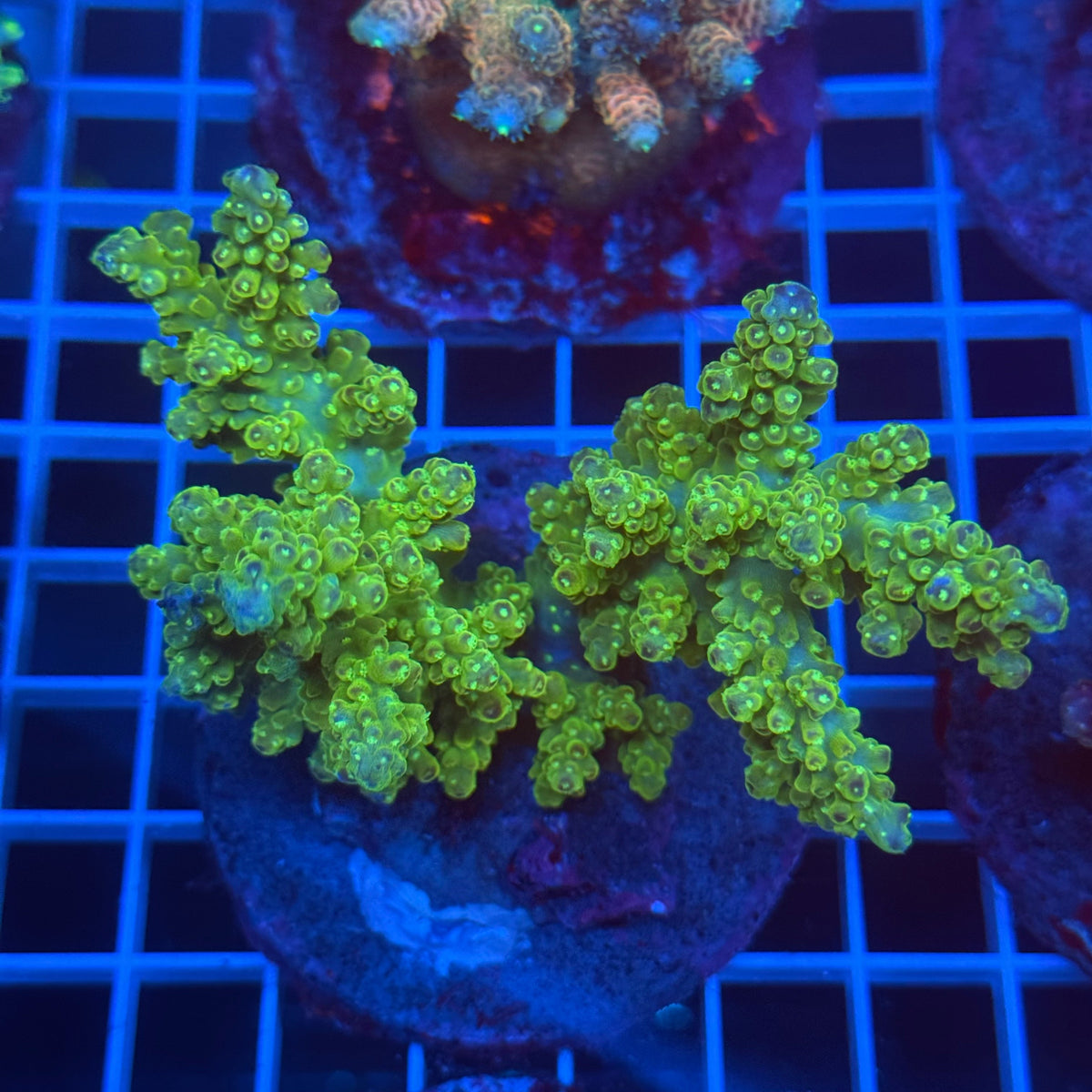 Acro Colony C5 colony