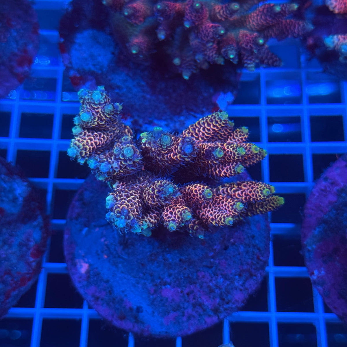 Acro Colony C8 colony