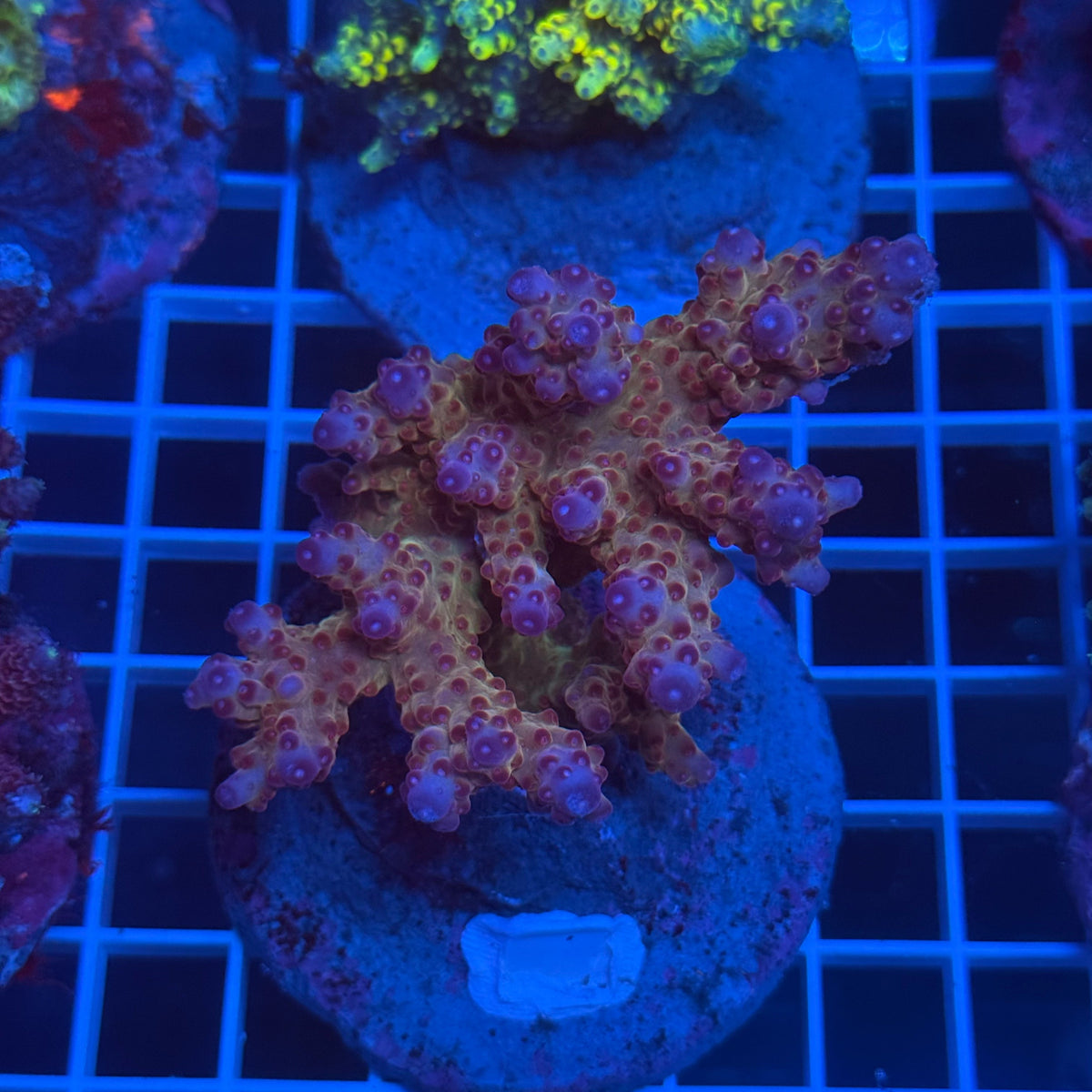 Acro Colony D3 colony