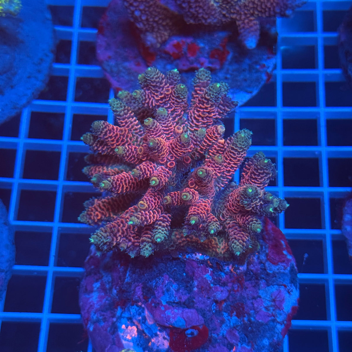 Acro Colony D4 colony