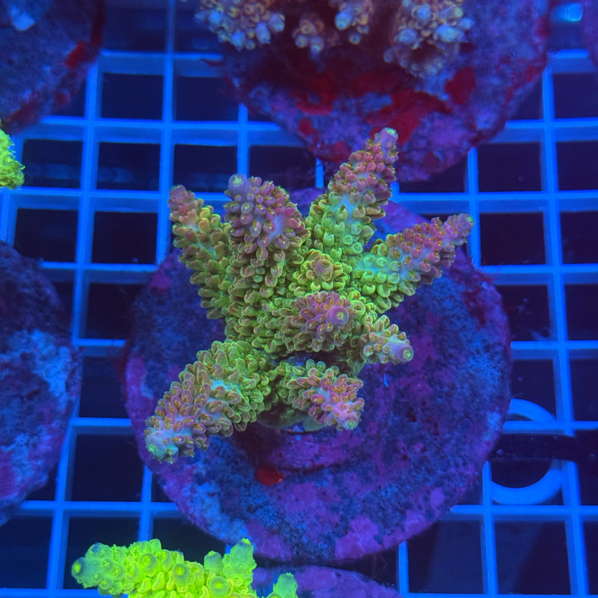 Acro Colony D7 colony