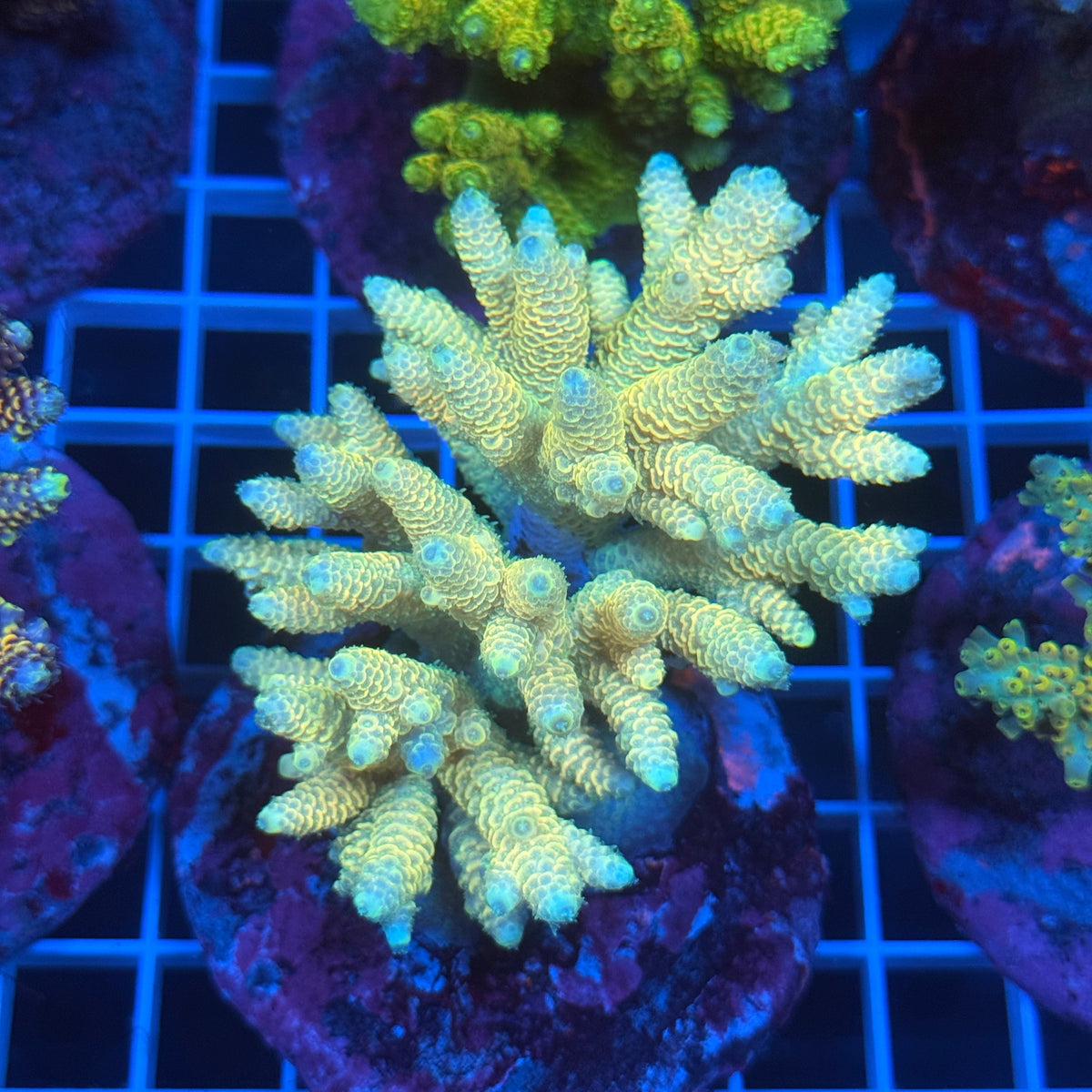 Acro Colony D9 colony