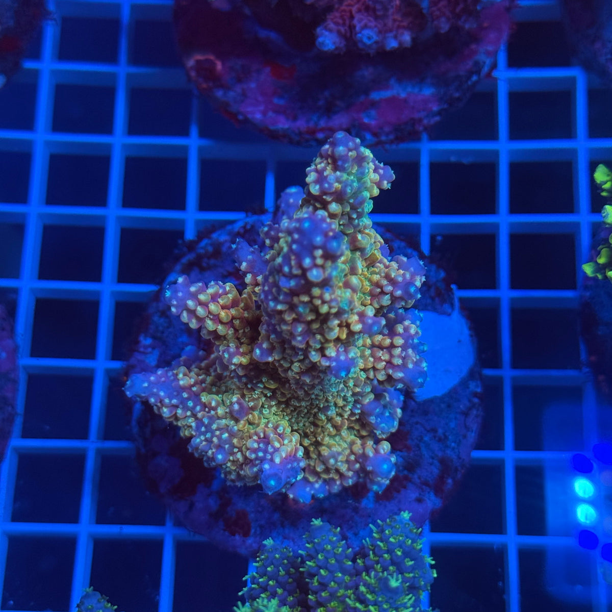 Acro Colony E2 colony