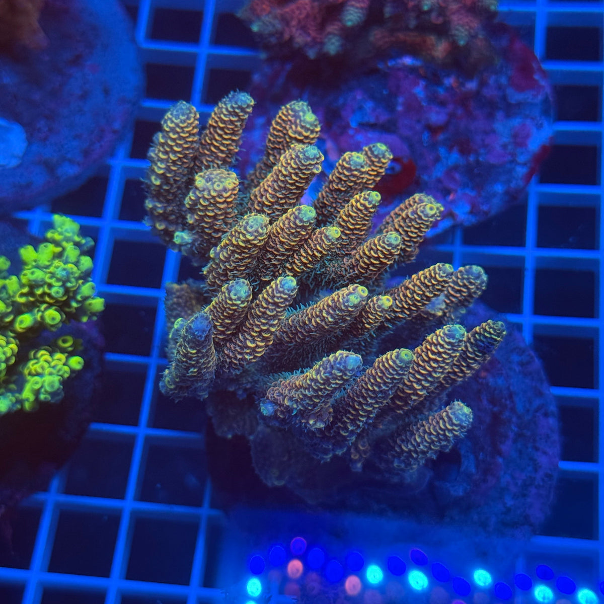 Acro Colony E4 colony