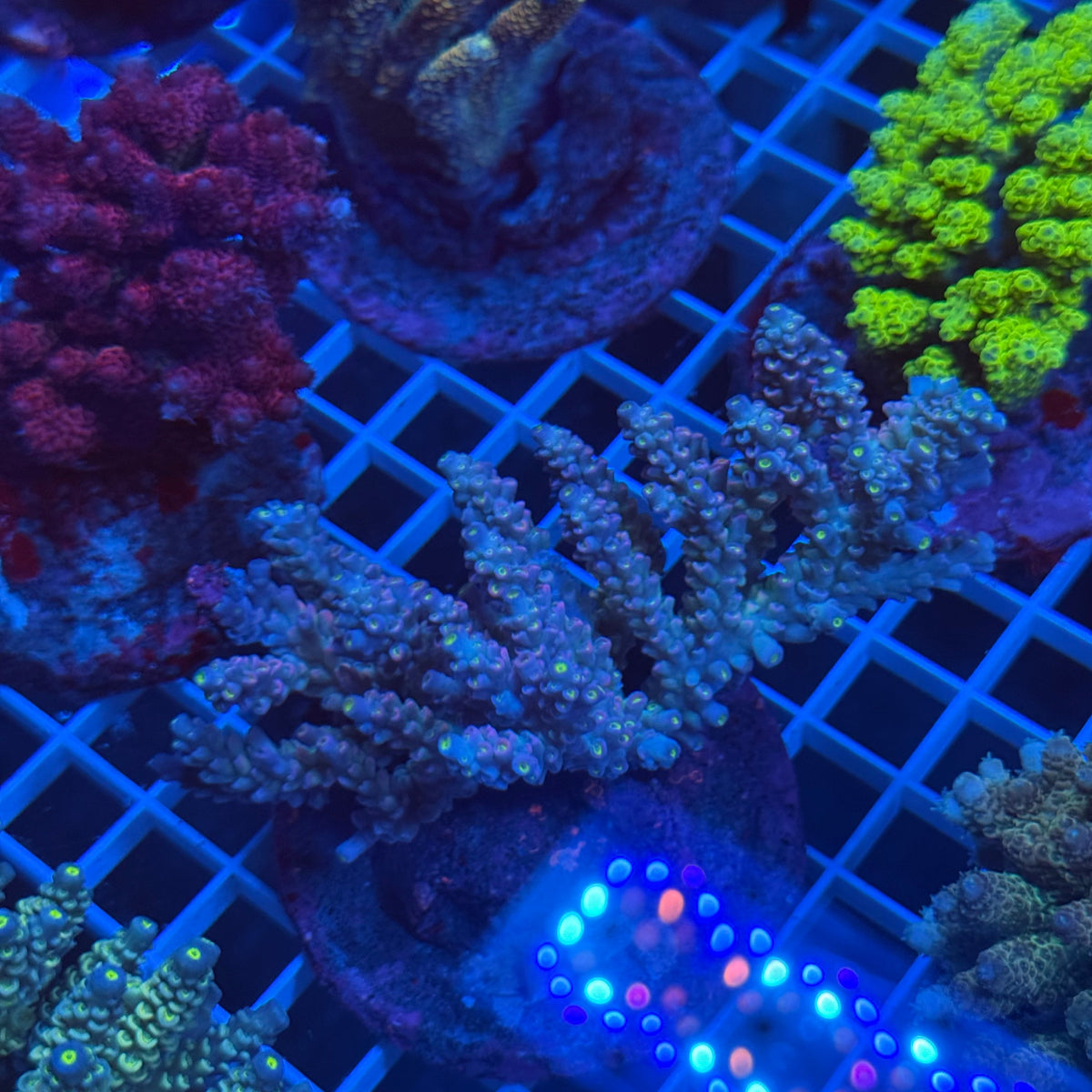 Acro Colony F5 colony