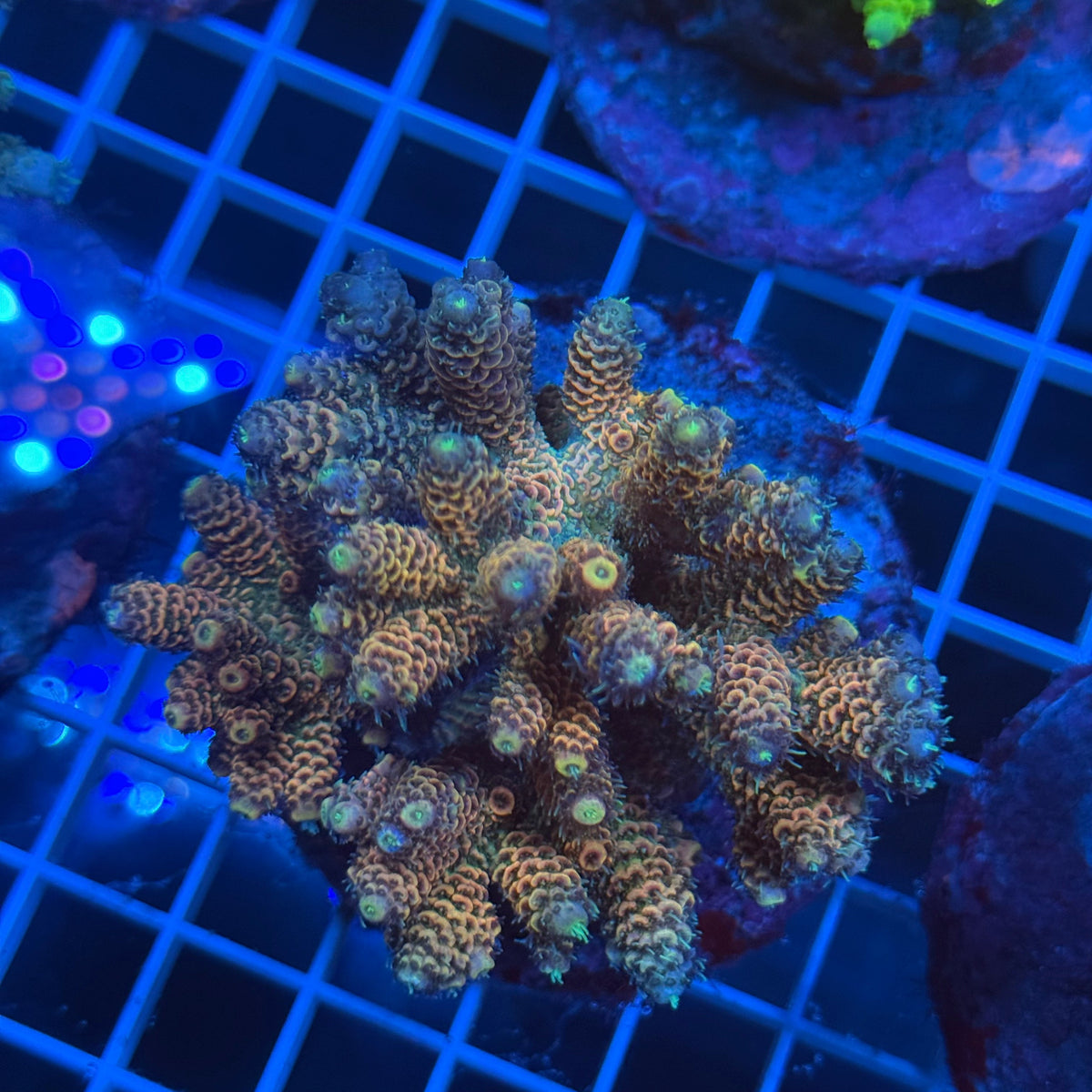 Acro Colony F7 colony