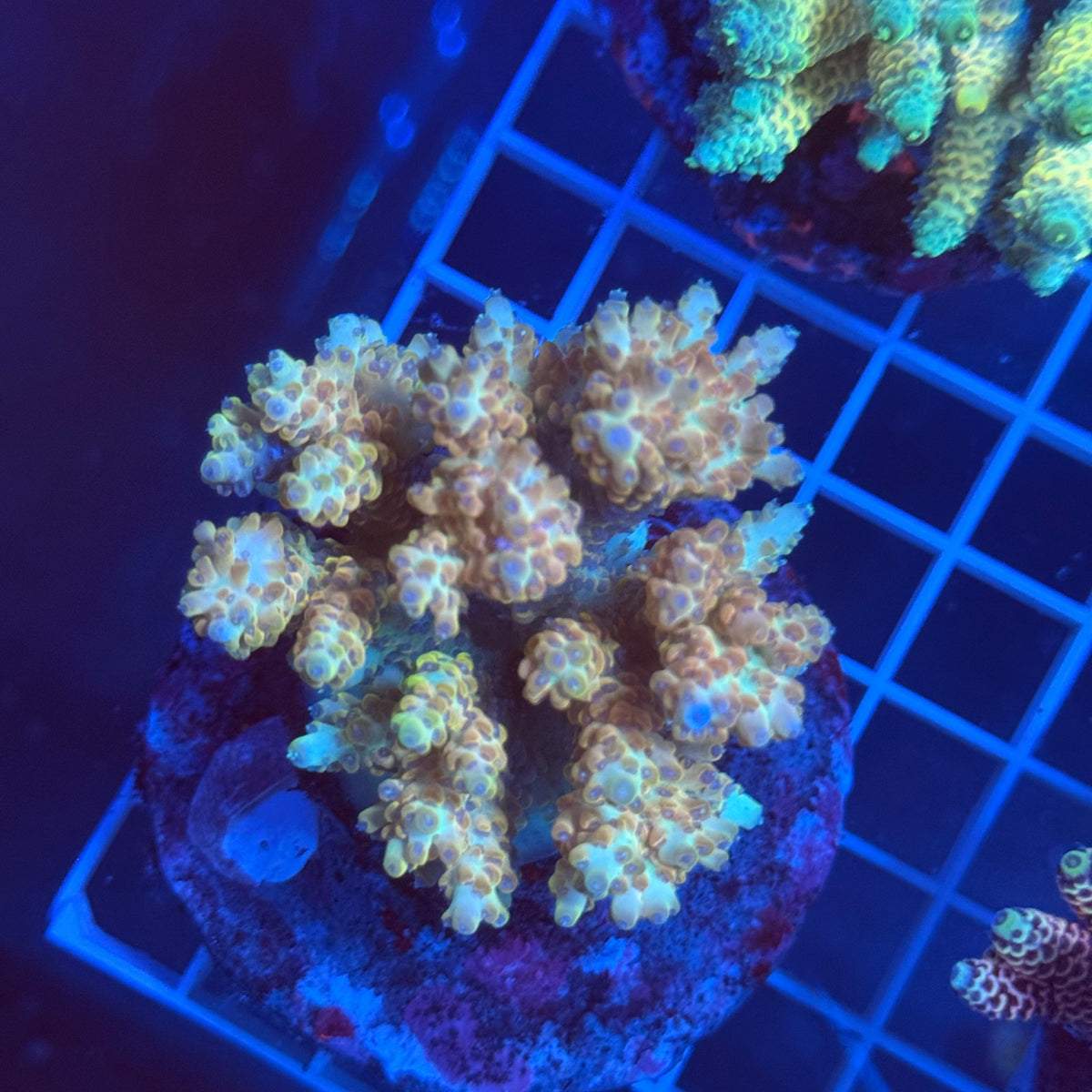 Acro Colony G1 colony