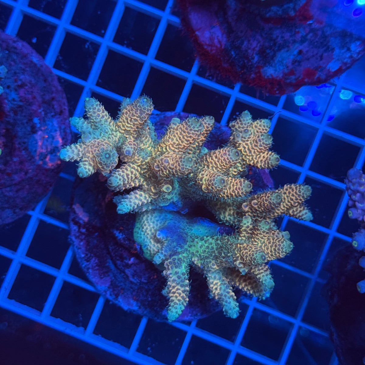 Acro Colony G3 colony