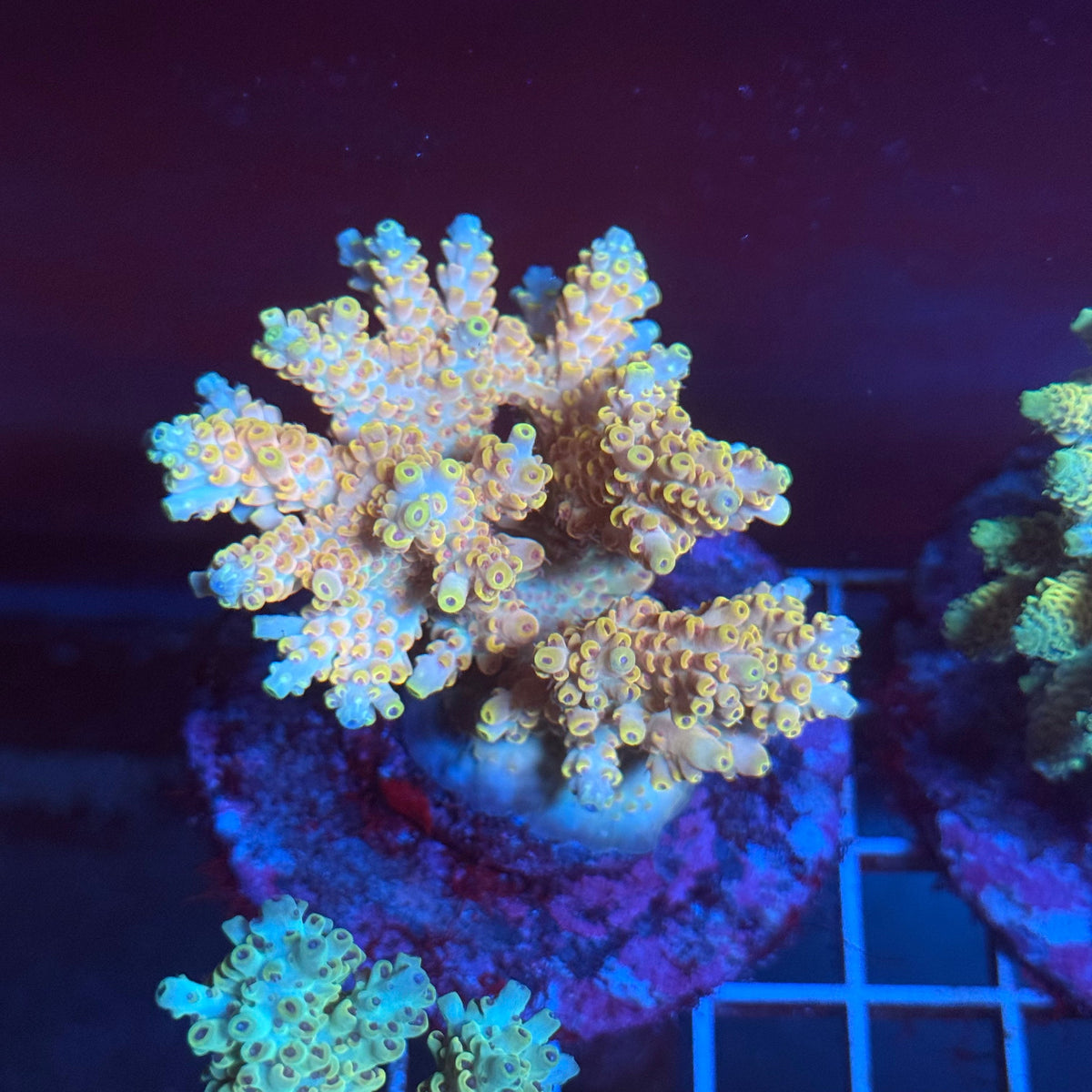 Acro Colony T3A1 colony