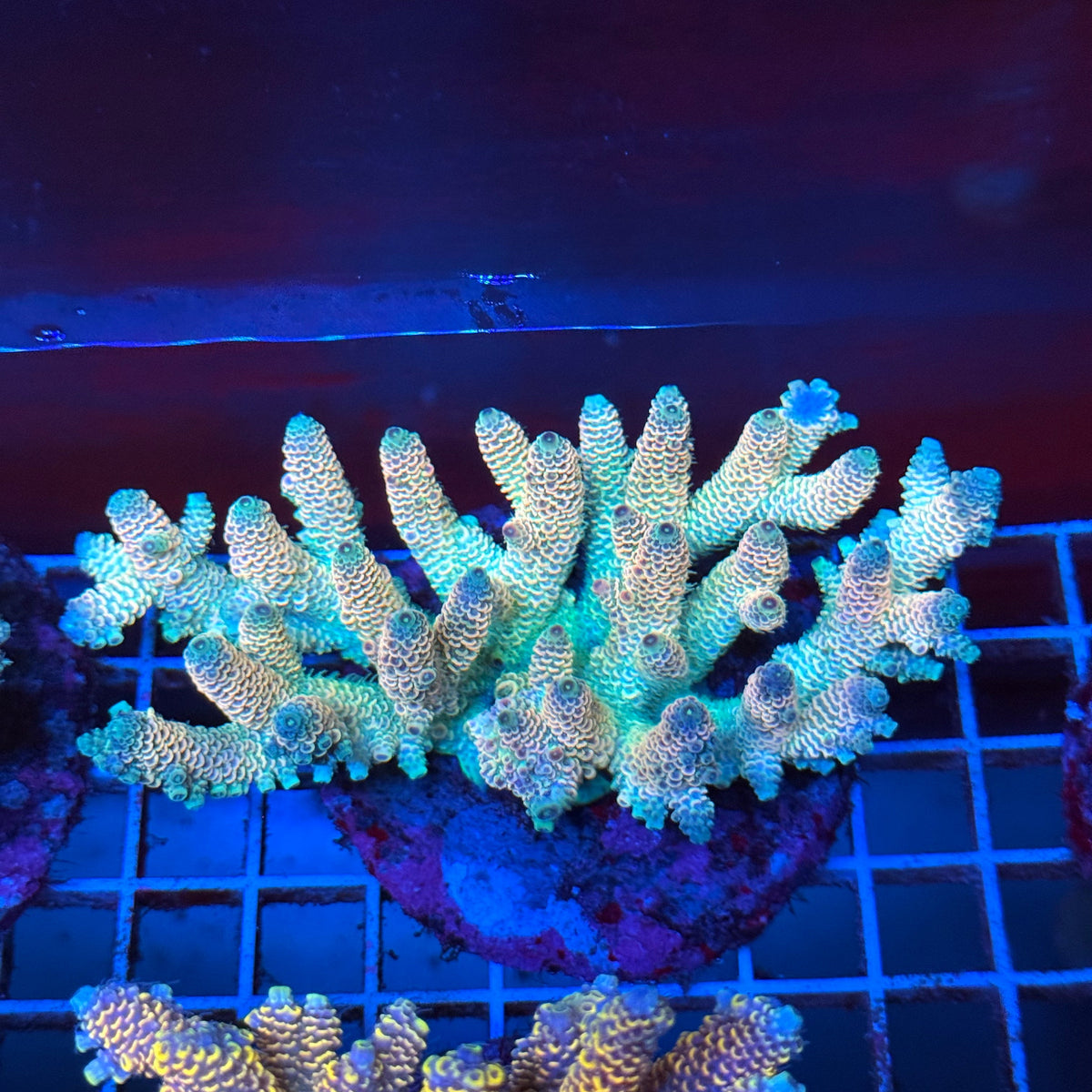 Acro Colony T3A12 colony