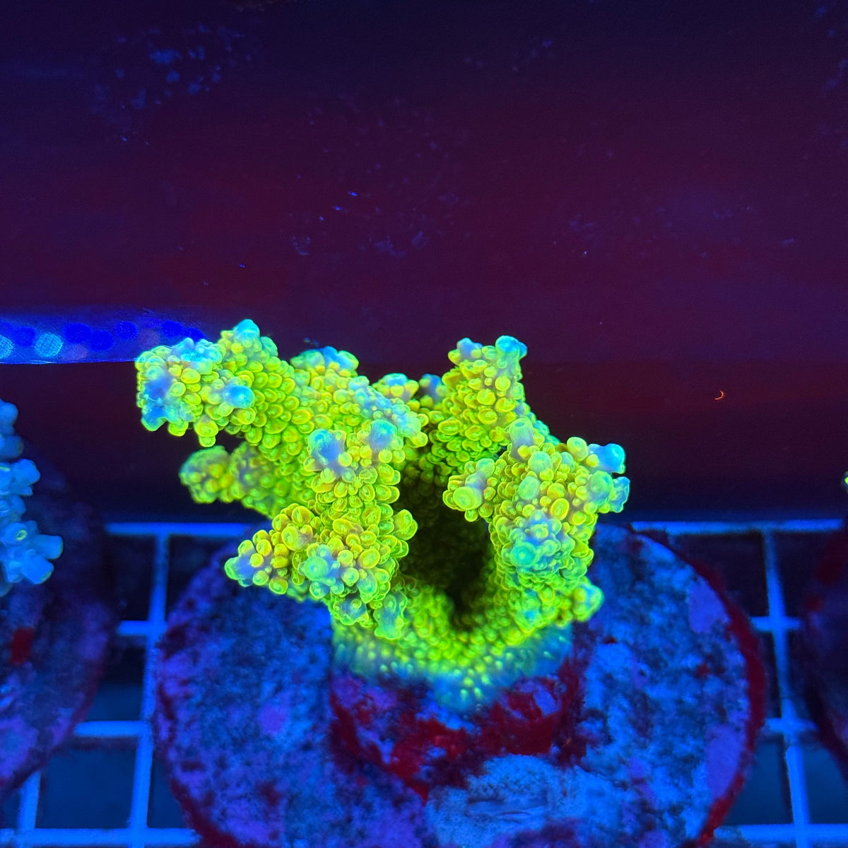 Acro Colony T3A7 colony