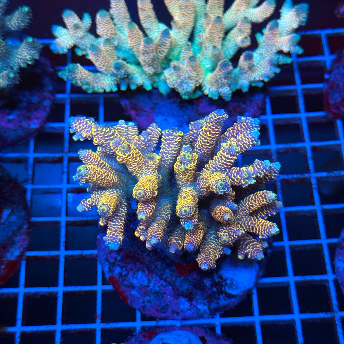 Acro Colony T3B12 colony